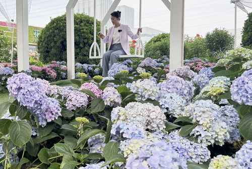 繡球版 莫奈花園 來(lái)啦 北京世界花卉大觀園鋪夢(mèng)幻花海