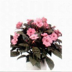 森記園花卉出入口公司提供種苗,綠化苗木,殺蟲藥等產(chǎn)品