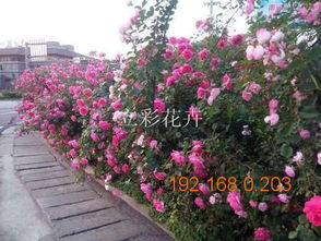 立彩 魯冰花批發(fā)商 魯冰花供應(yīng)商 大花薔薇供應(yīng)商,立彩 魯冰花批發(fā)商 魯冰花供應(yīng)商 大花薔薇供應(yīng)商生產(chǎn)廠家,立彩 魯冰花批發(fā)商