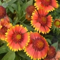 景觀花?；ɑ芊N子 廠家直銷花種批發(fā)花環(huán)菊三色菊茼蒿菊 買花種圖片_高清圖_細(xì)節(jié)圖-酒泉康達(dá)農(nóng)副產(chǎn)品專業(yè)合作社